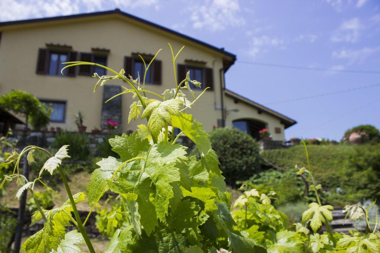 Villa Porcigliano Olive Grove Polcanto Exteriér fotografie