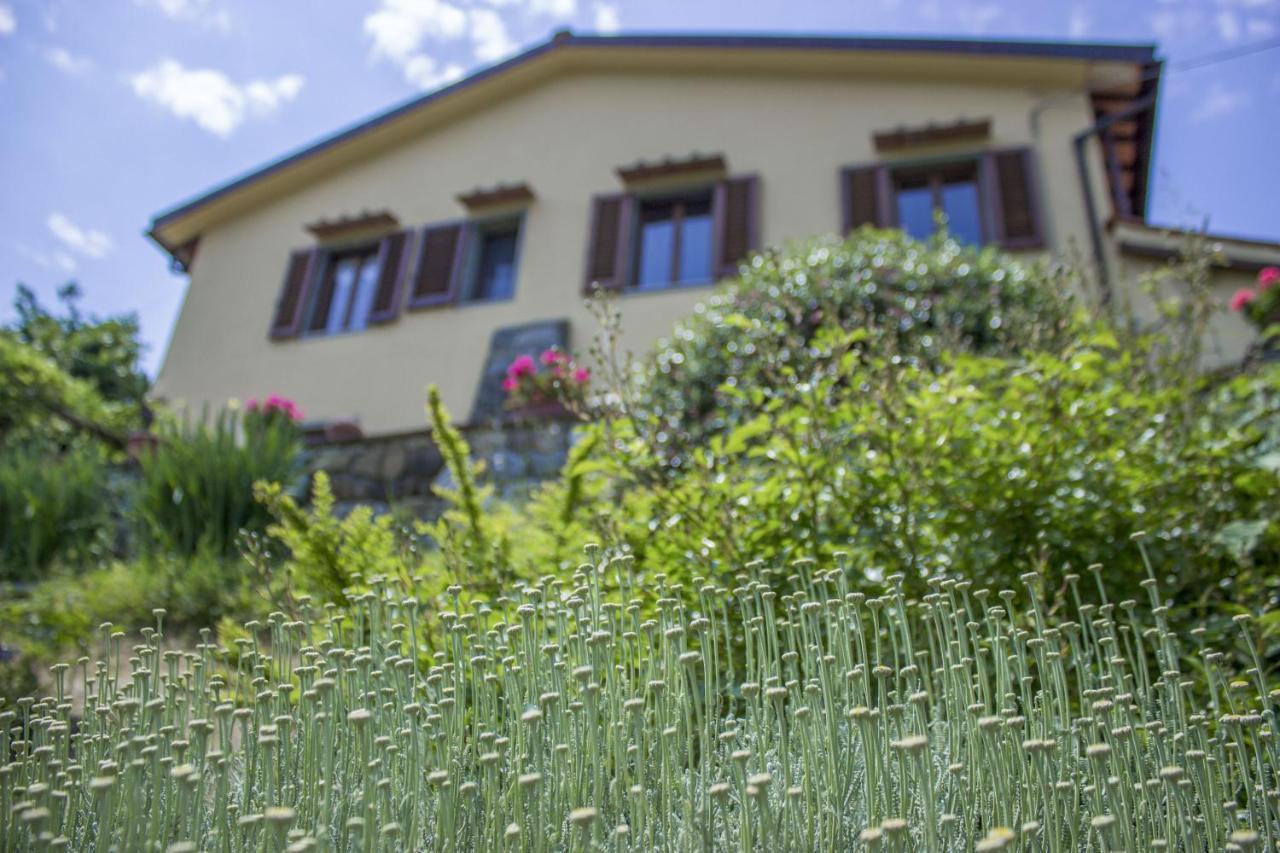Villa Porcigliano Olive Grove Polcanto Exteriér fotografie