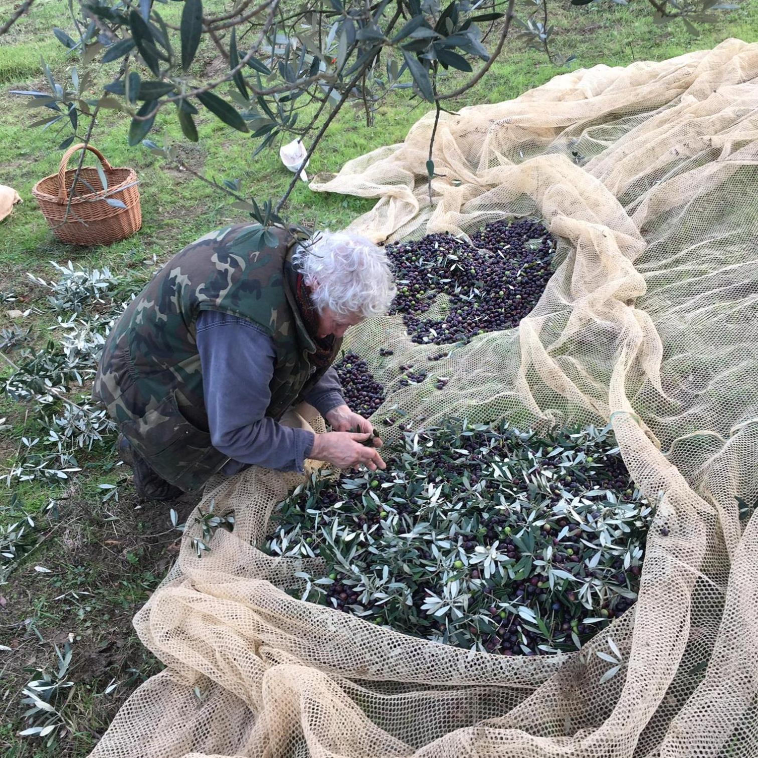 Villa Porcigliano Olive Grove Polcanto Exteriér fotografie