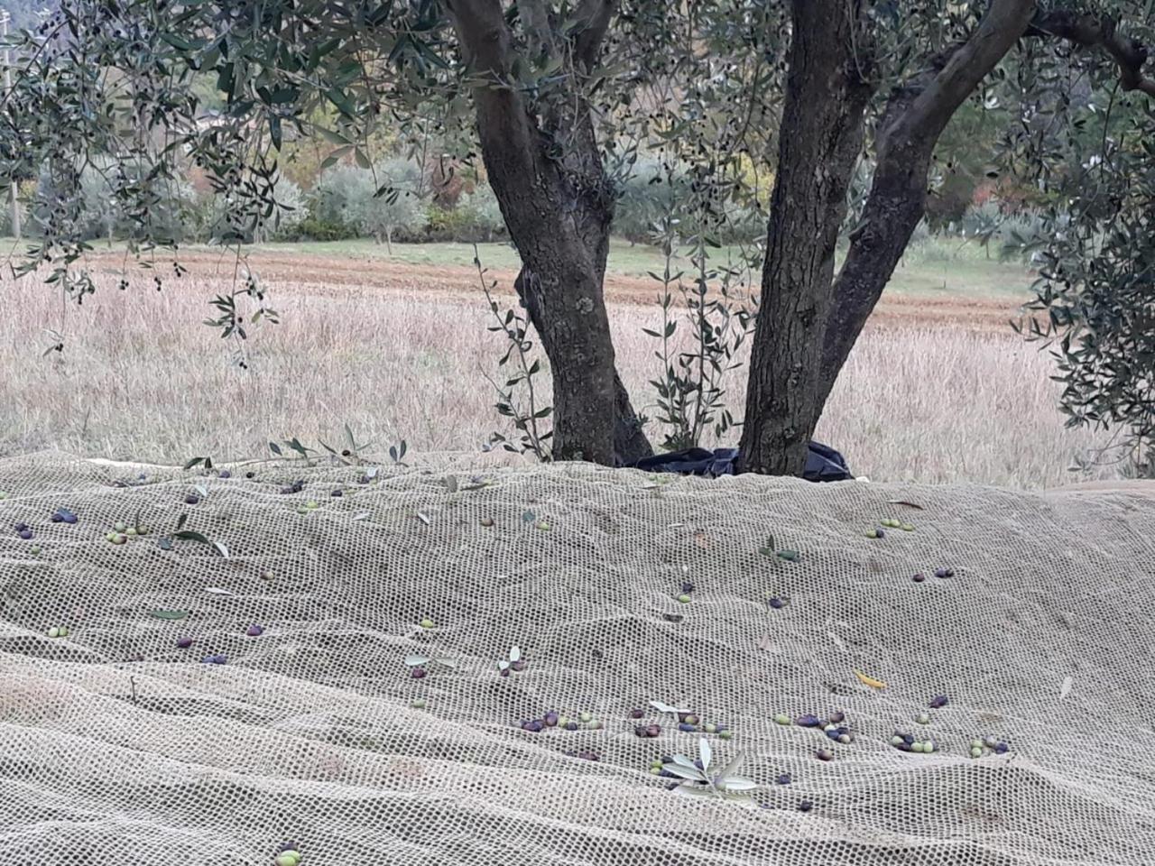 Villa Porcigliano Olive Grove Polcanto Exteriér fotografie