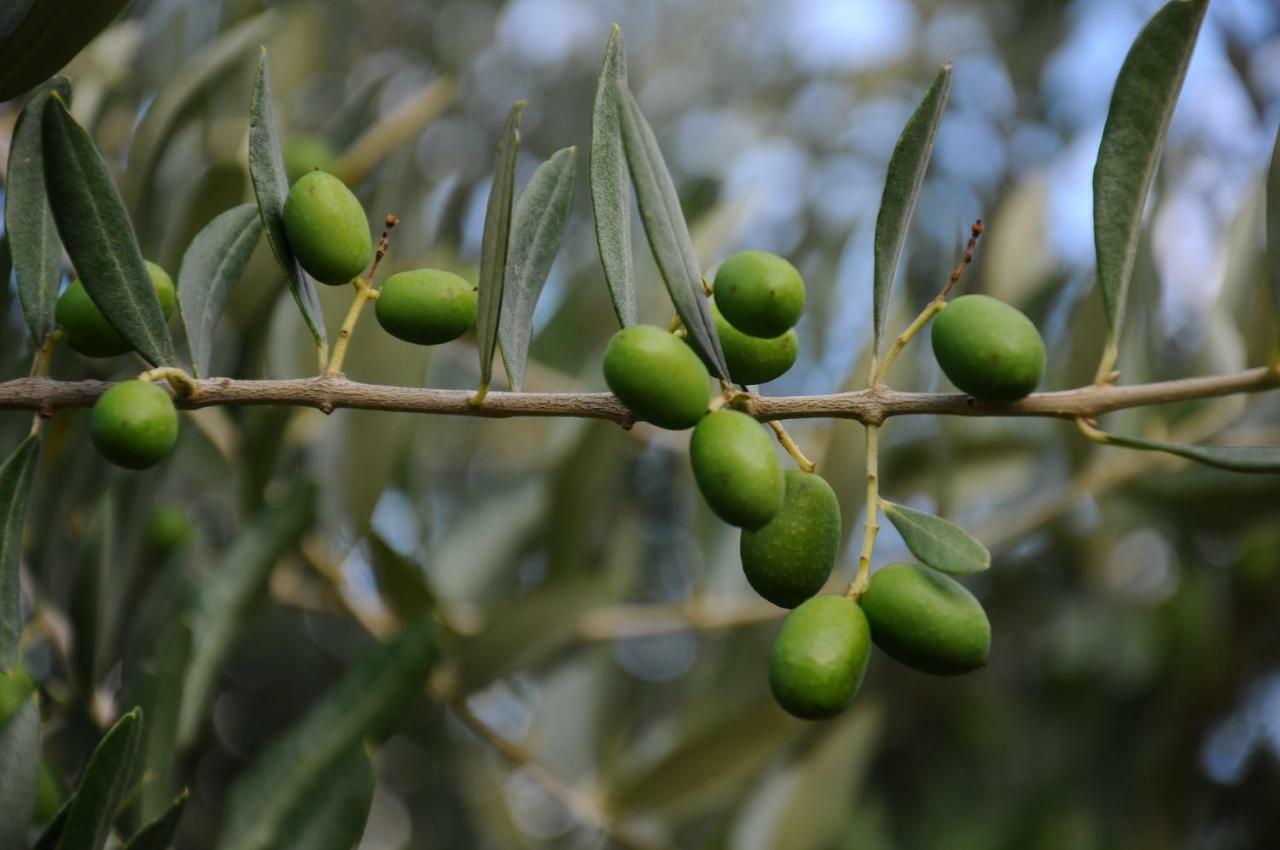 Villa Porcigliano Olive Grove Polcanto Exteriér fotografie